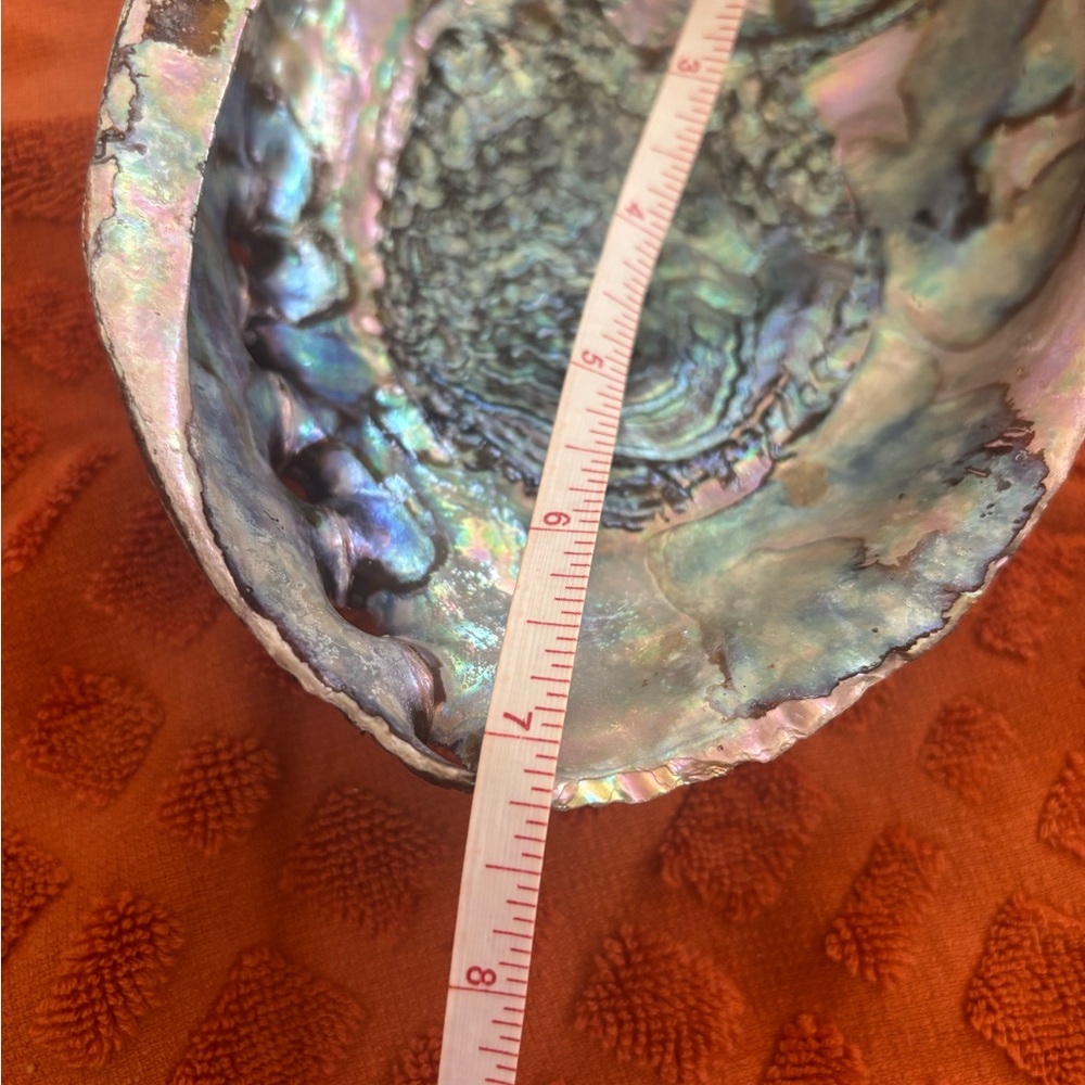Iridescent Abalone Shell Art Piece - Picture 2 of 3